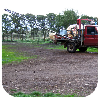 Seed fertiliser